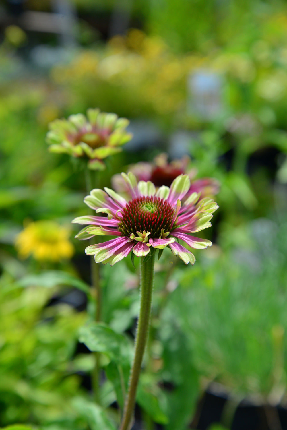 Echinacea purpurea Green Twister, 1 Pack