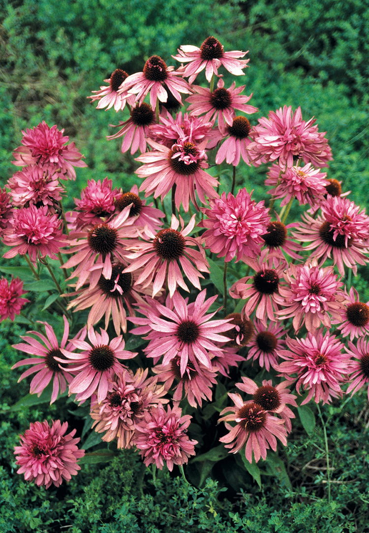 Echinacea - Doubledecker, 1 Pack