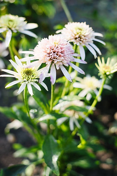 cherry fluff echinacea seeds Echinacea