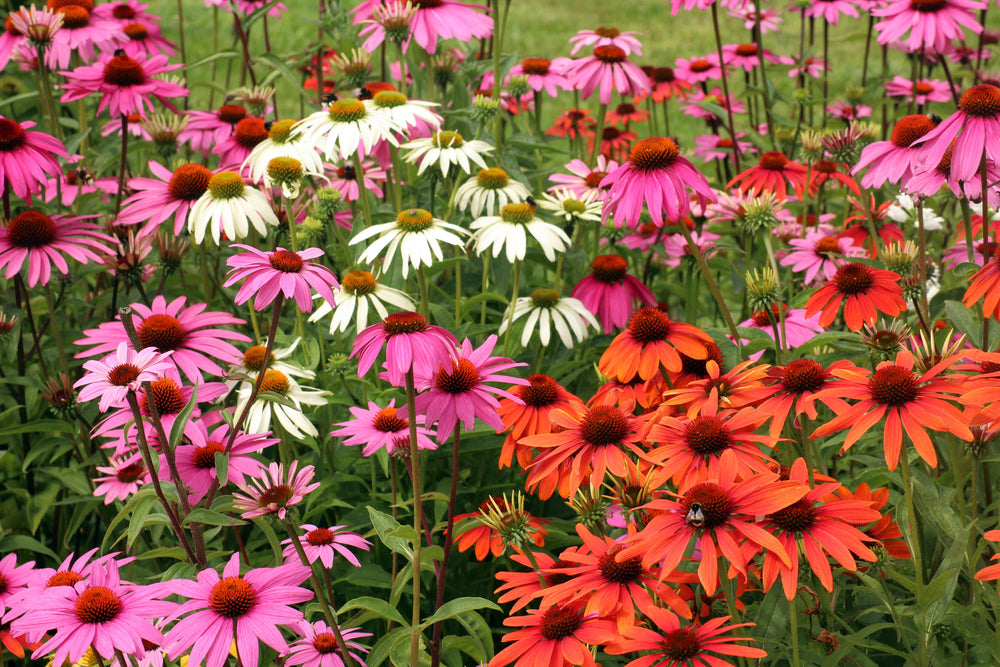 Echinacea - Cheyenne Spirit, 1 Pack