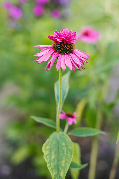 Echinacea - Doubledecker, 1 Pack