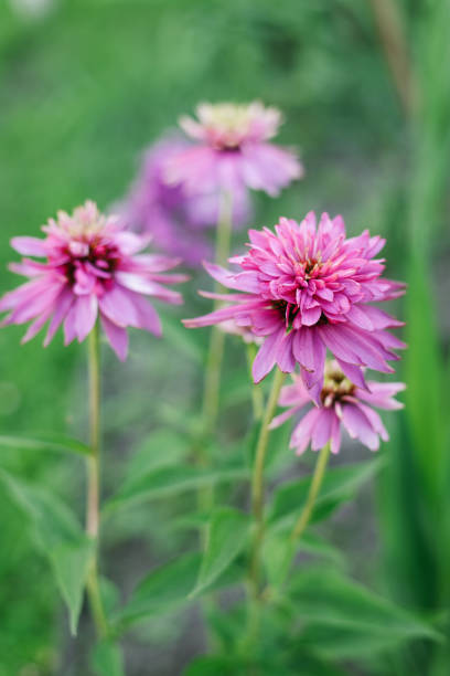 Echinacea - Doubledecker, 1 Pack