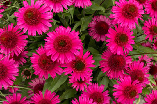 Echinacea - Fatal Attraction, 1 Pack