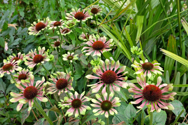 Echinacea - Green Twister, 1 Pack