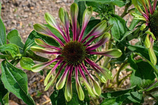 Echinacea - Green Twister, 1 Pack