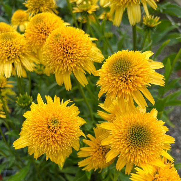 Echinacea - Lemon Drop, 1 Pack