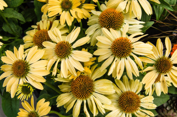 Echinacea - Mellow Yellow, 1 Pack
