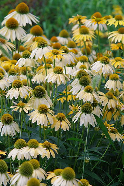 Echinacea - Mellow Yellow, 1 Pack