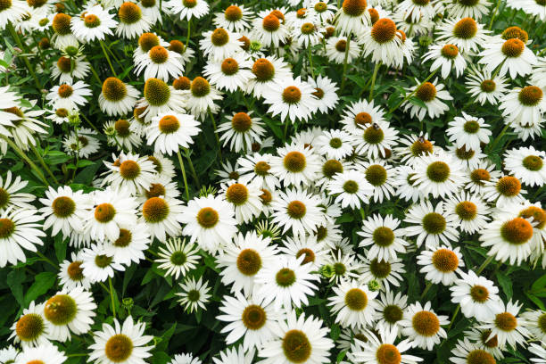 Echinacea - PowWow White, 1 Pack