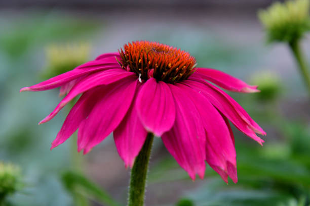 Echinacea - PowWow Wild Berry, 1 Pack