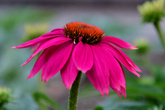 Echinacea - PowWow Wild Berry, 1 Pack