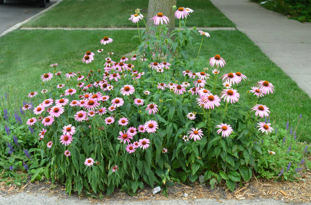 Echinacea - Prairie Splendor Compact Rose, 1 Pack