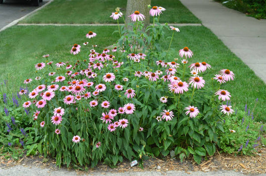 Echinacea - Prairie Splendor Compact Rose, 1 Pack