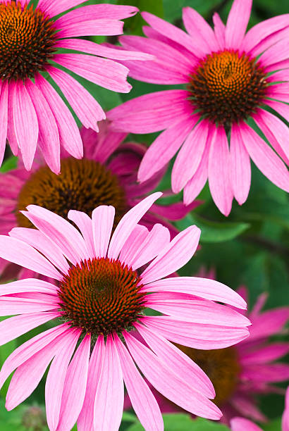 Echinacea - Prairie Splendor Compact Rose, 1 Pack