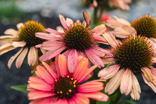rainbow marcella echinacea seeds Echinacea