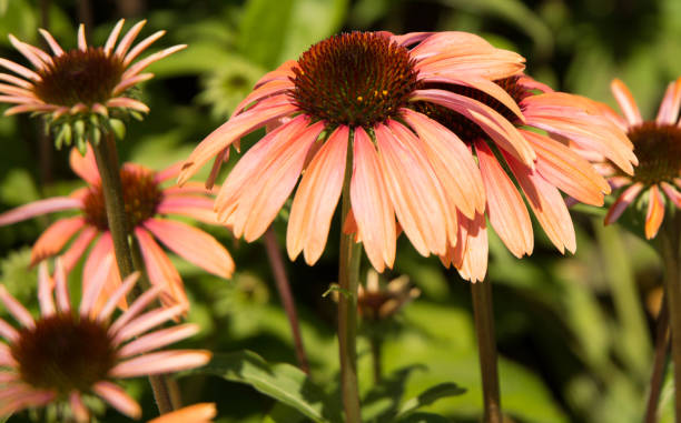 Echinacea - Sunseeker Salmon, 1 Pack