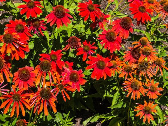 Echinacea - Tomato Soup, 1 Pack