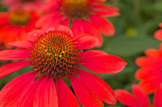 Echinacea - Tomato Soup, 1 Pack