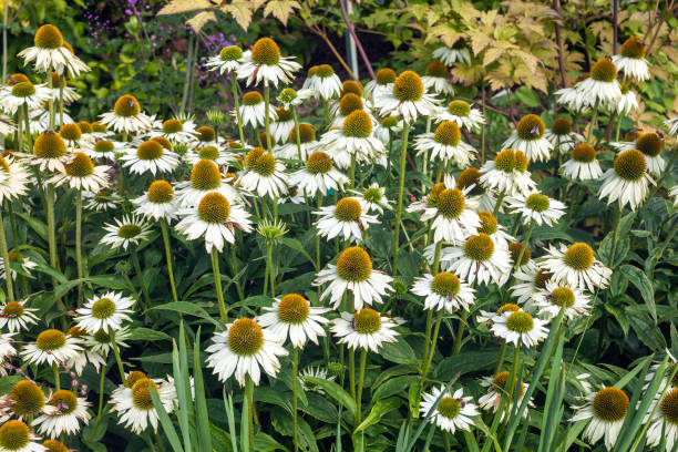 Echinacea - White Swan, 1 Pack
