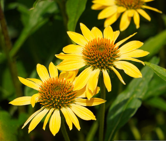 Echinacea - Yellow Ombre, 1 Pack