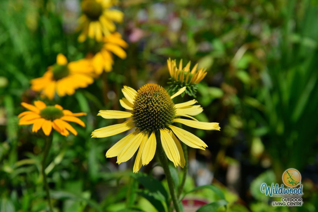 Echinacea - Yellow Ombre, 1 Pack