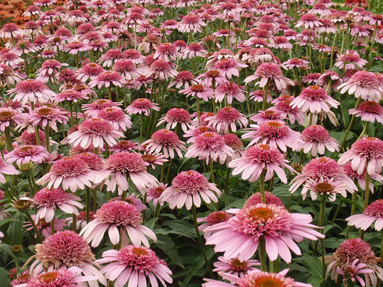 Echinacea - Butterfly Kisses, 1 Pack