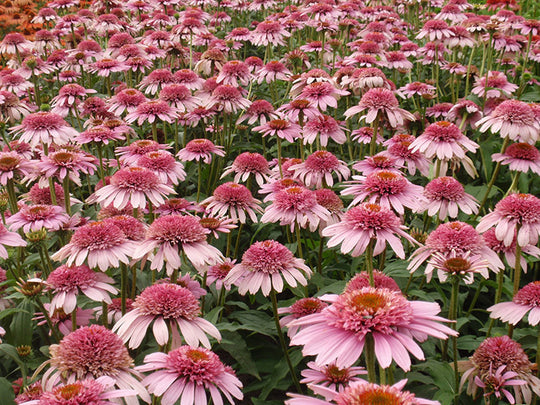 Echinacea - Butterfly Kisses, 1 Pack