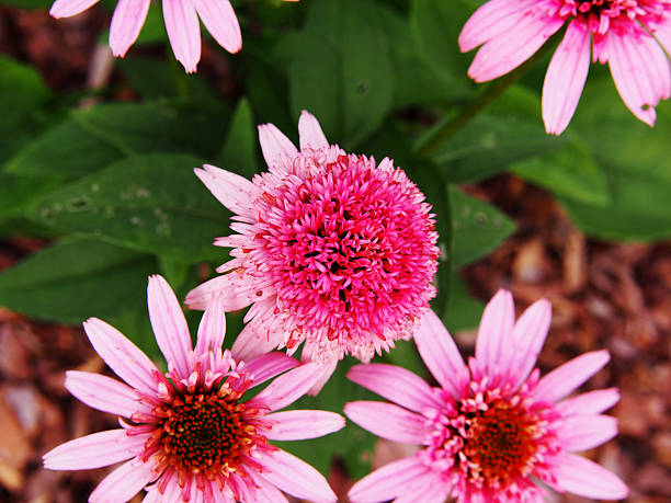 Echinacea - Butterfly Kisses, 1 Pack