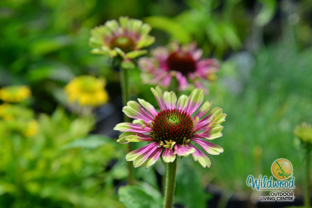 Echinacea - Green Twister, 1 Pack