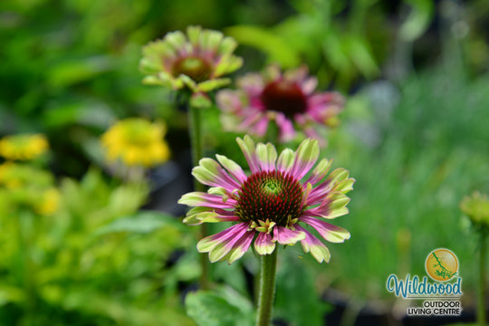 Echinacea - Green Twister, 1 Pack