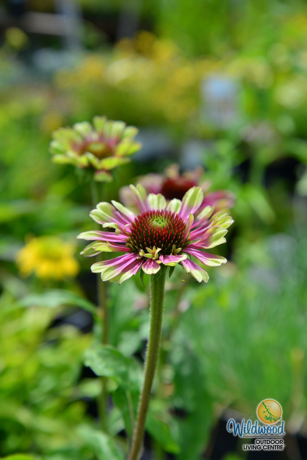 Echinacea - Green Twister, 1 Pack