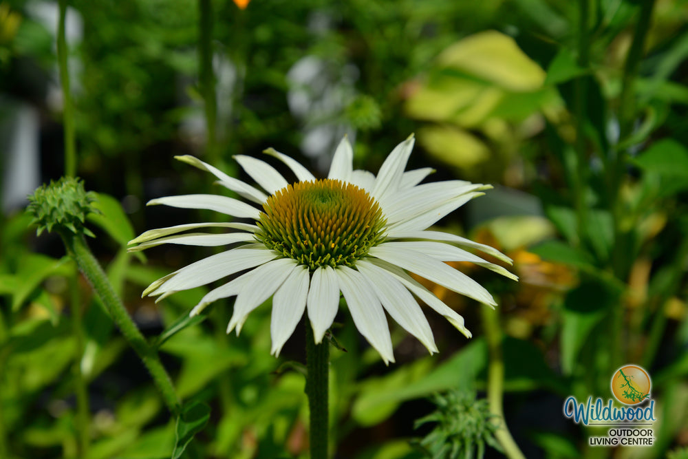 Echinacea - White Swan, 1 Pack