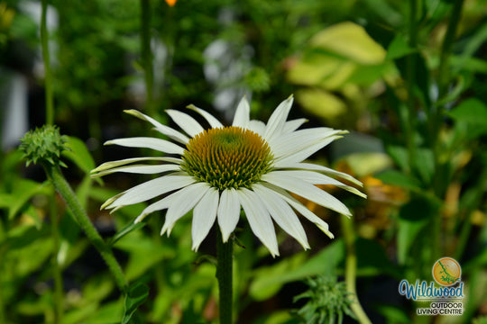 Coneflower White Swan - Ontario Seed Company