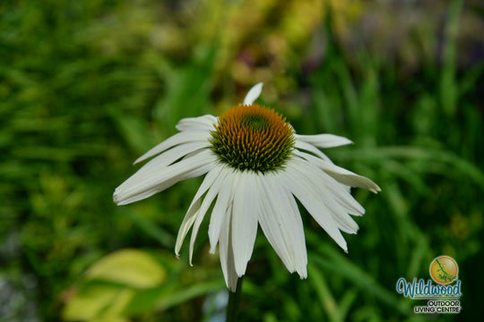 Echinacea - White Swan, 1 Pack