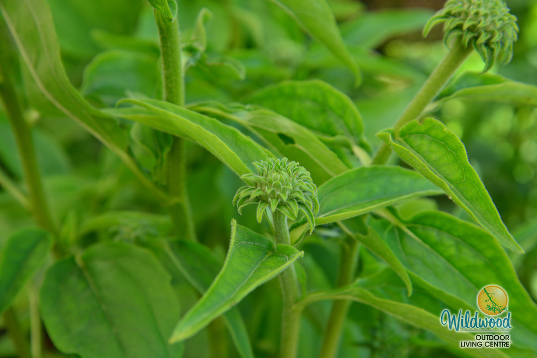 Echinacea - Sunseeker Apple Green, 1 Pack