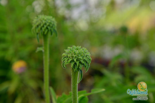 Echinacea - Sunseeker Apple Green, 1 Pack