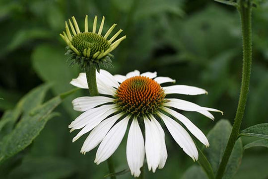 Echinacea - White Swan, 1 Pack