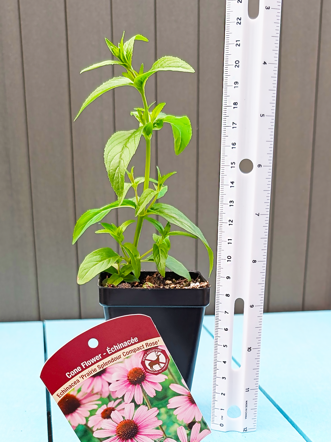 Echinacea_PrairieSplendourCompactRose