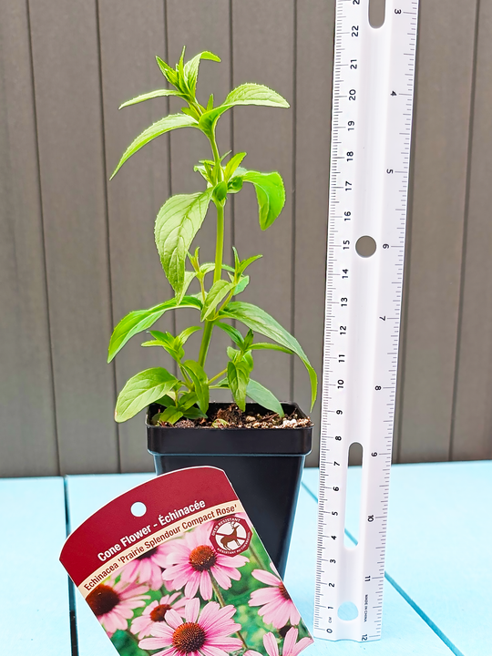 Echinacea_PrairieSplendourCompactRose