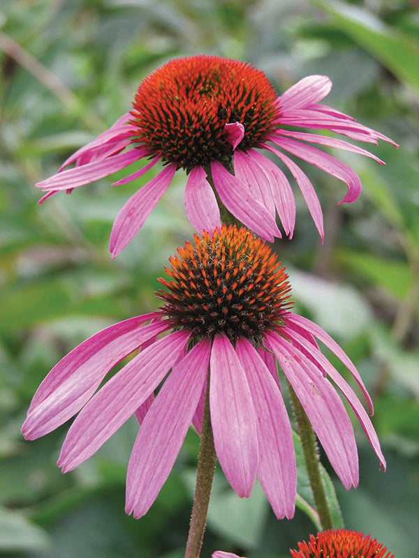 Echinacea - Magnus, 1 Pack