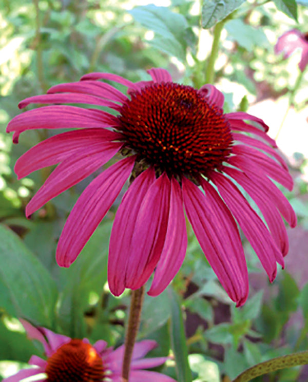 Echinacea - Ruby Star, 1 Pack