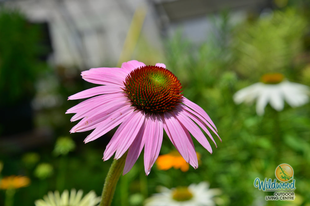 Echinacea - Magnus, 1 Pack