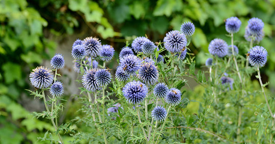 Globe Thistle - Veitch's Blue, 1 Pack