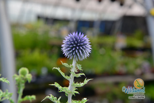 Globe Thistle - Veitch's Blue, 1 Pack