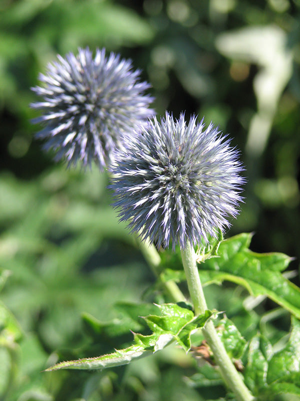 Globe Thistle - Veitch's Blue, 1 Pack