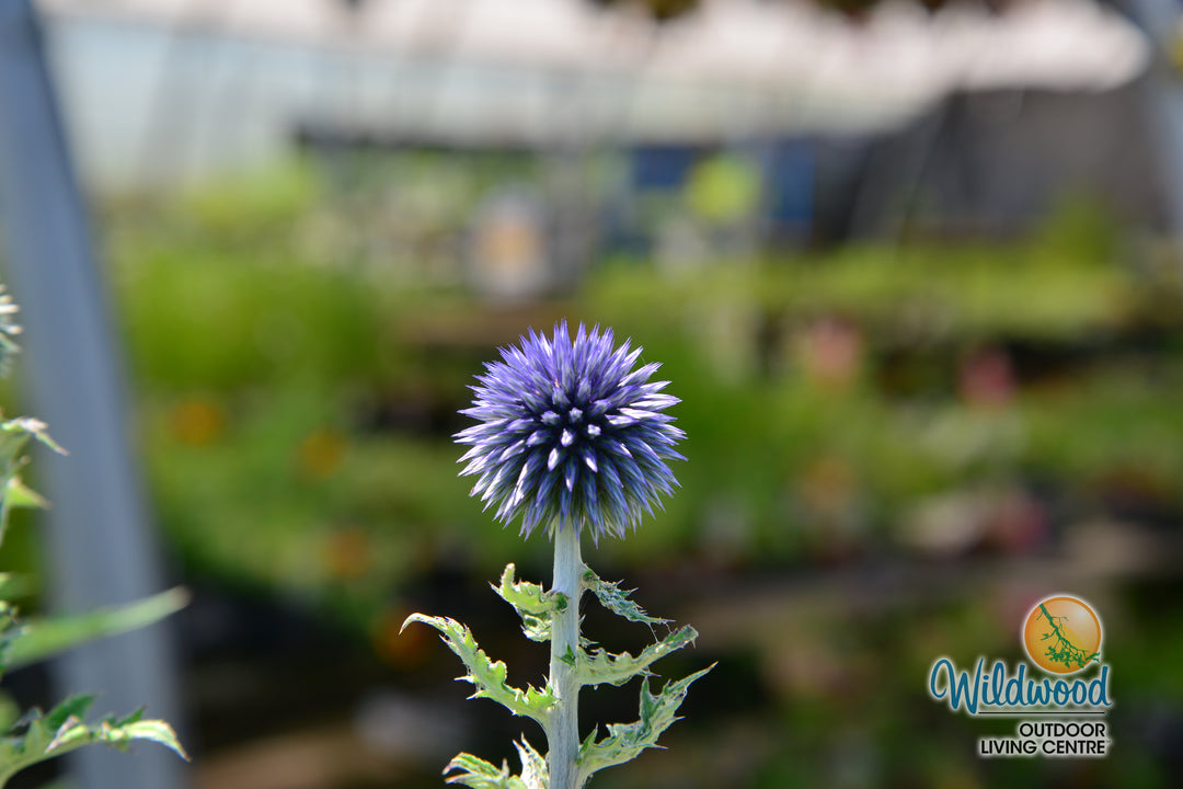Globe Thistle - Veitch's Blue, 1 Pack