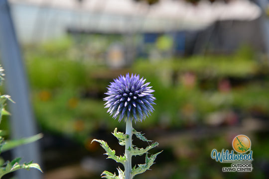 Globe Thistle - Veitch's Blue, 1 Pack