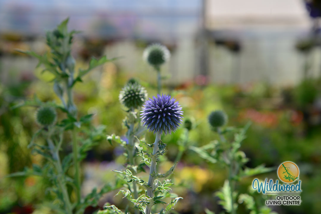 Globe Thistle - Veitch's Blue, 1 Pack