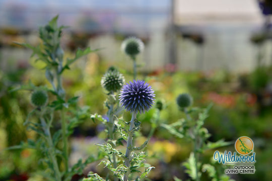 Globe Thistle - Veitch's Blue, 1 Pack