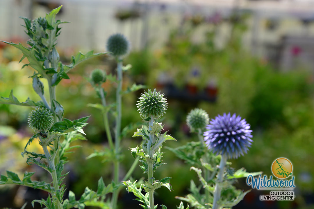 Globe Thistle - Veitch's Blue, 1 Pack